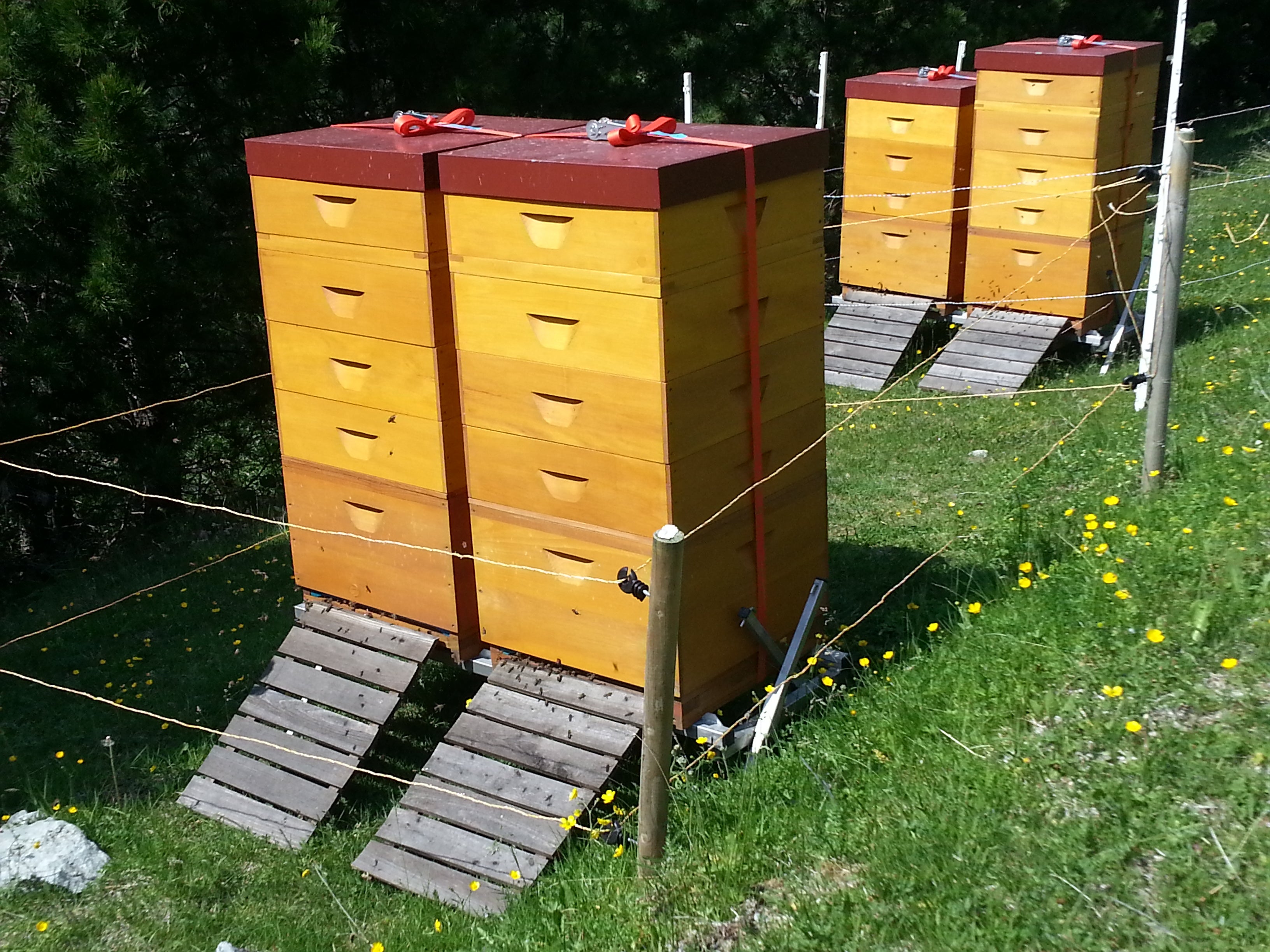 Alles Wissenswerte über Bienen und Imker:innen