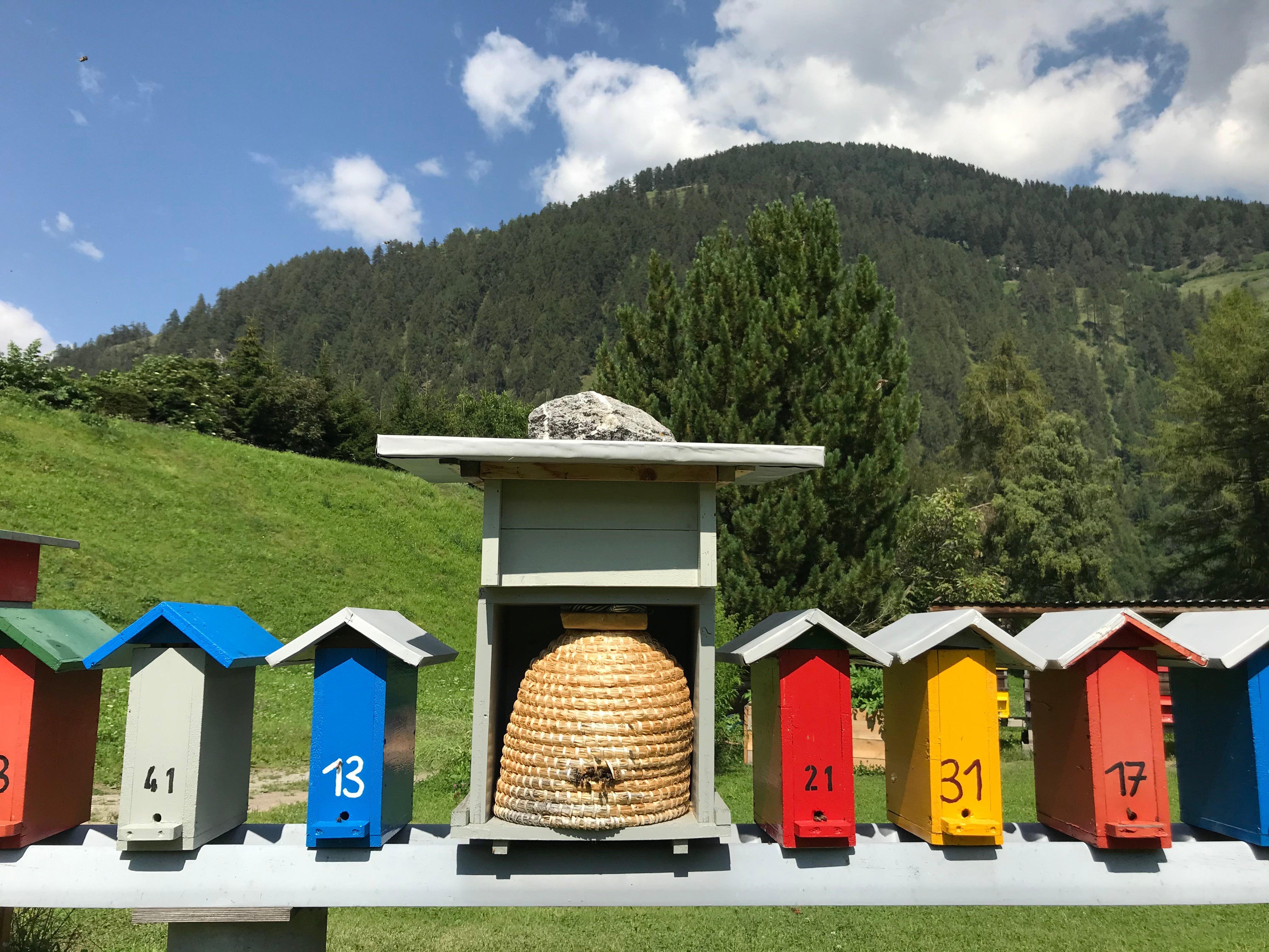 Dramatische Schweizer Honigernte 2021
