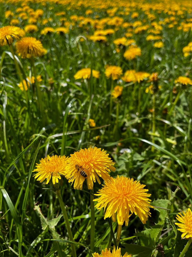 Miel de printemps Schamserberg Grisons