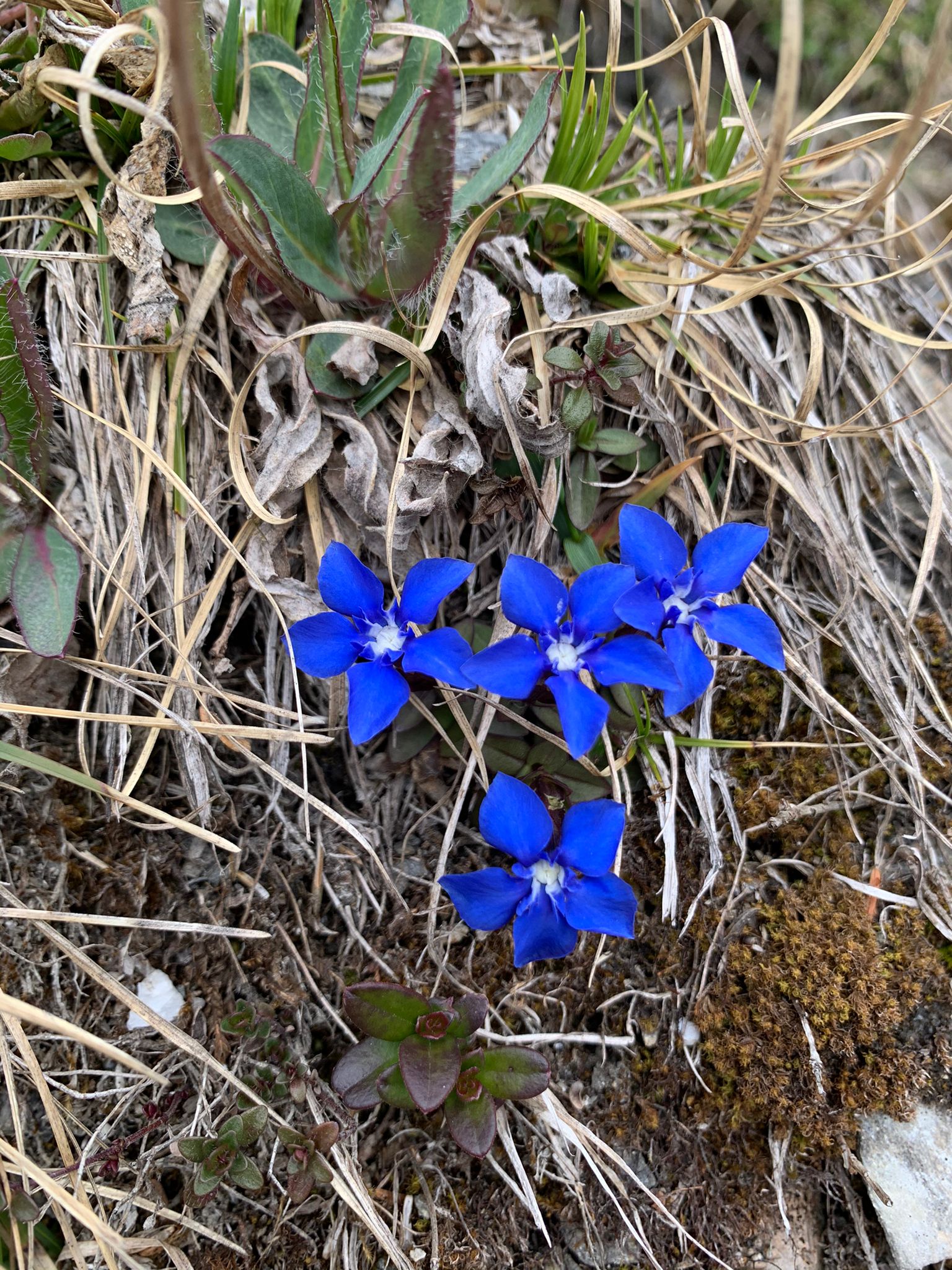 Waldhonig aus Sagogn in der Surselva