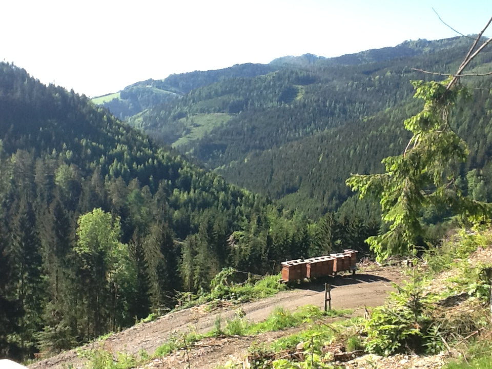 Gebirgswaldhonig Naintschgraben DF von Johannes Gruber, Österreich