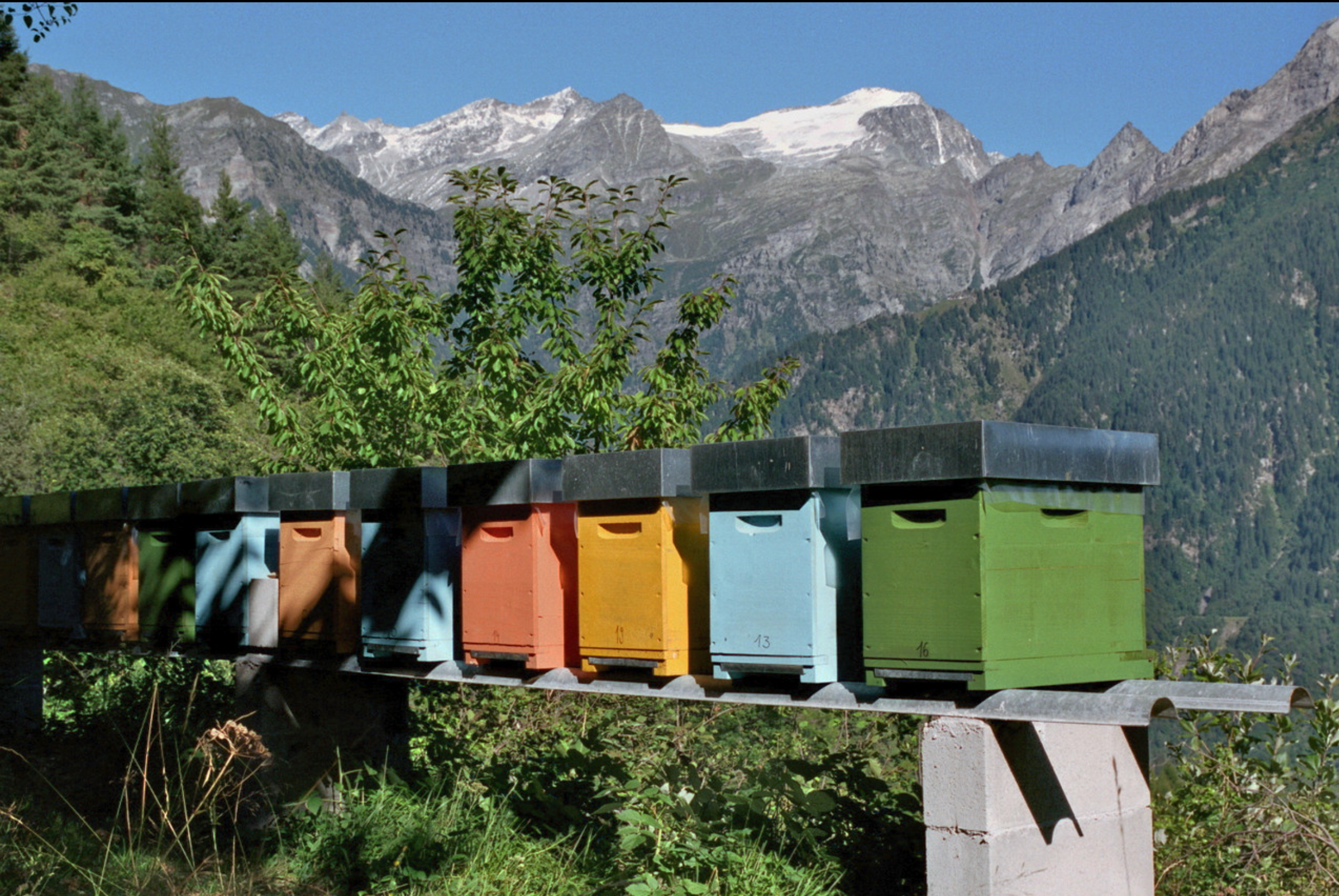 Honig Millefiori Bleniotal/Tessin aus der Honigernte 2025 (BioSuisse)