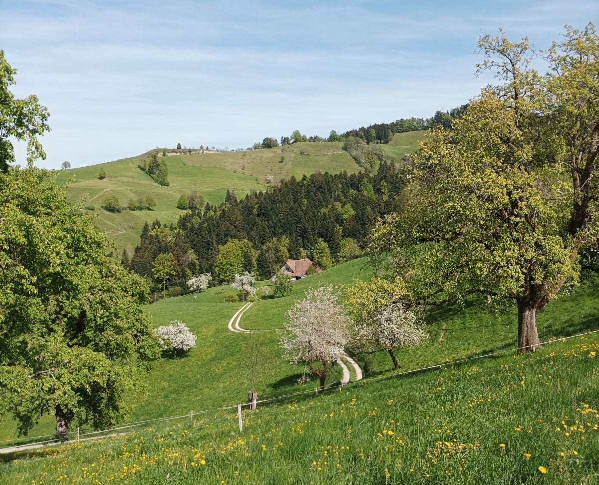Schweizer Alpenhonig Napf-Gebiet, Willisau, Luzern (BioSuisse)