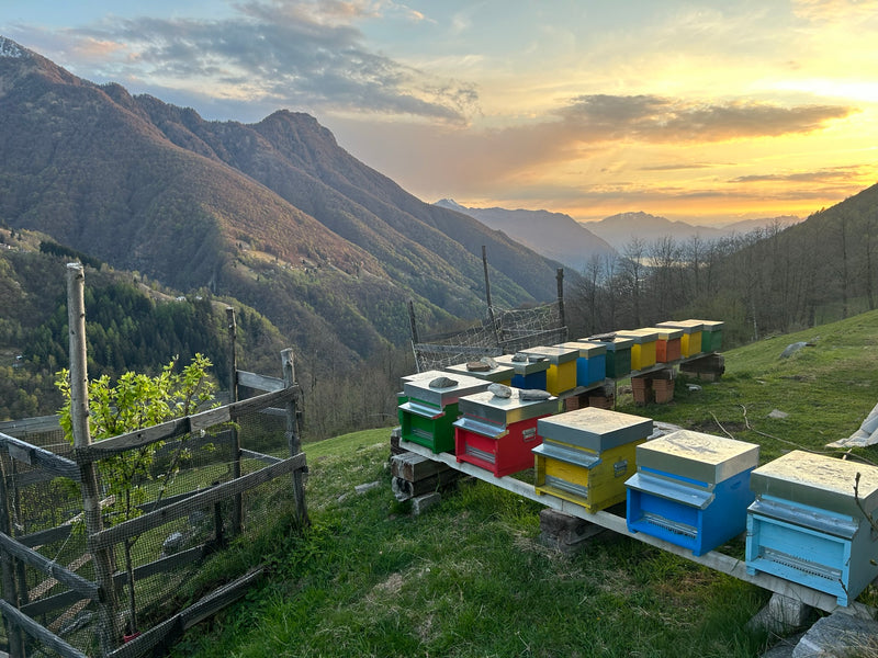 Alpine blossom honey BioSuisse Valle Morobbia/Ticino