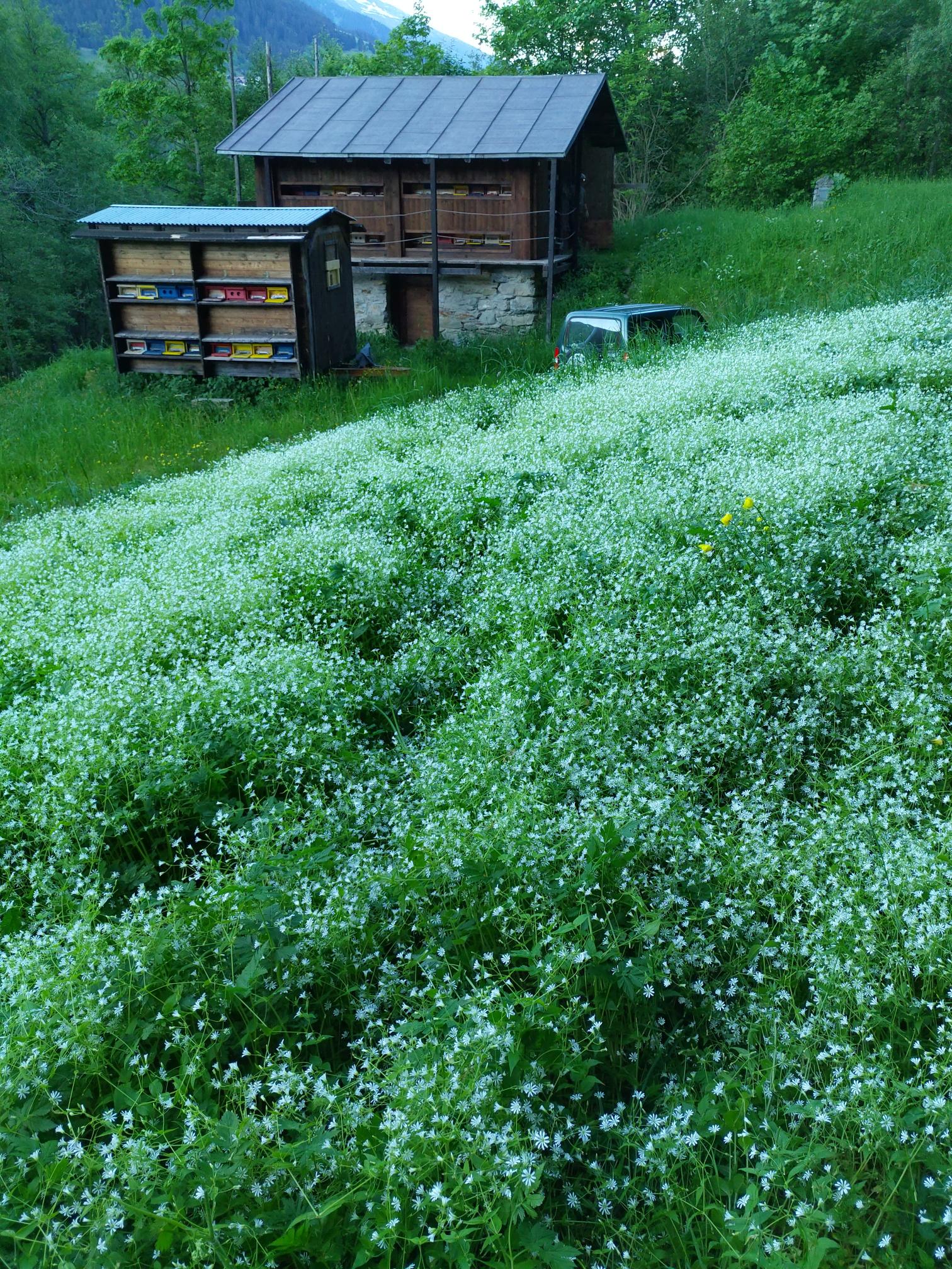 Swiss Alpine Honey Disentis / Graubünden