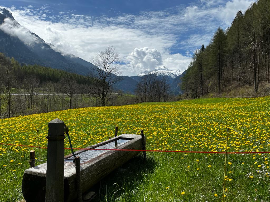Miel de printemps Schamserberg Grisons