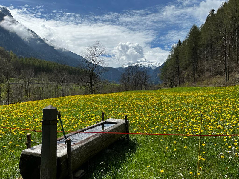 Frühlingshonig Schamserberg Graubünden