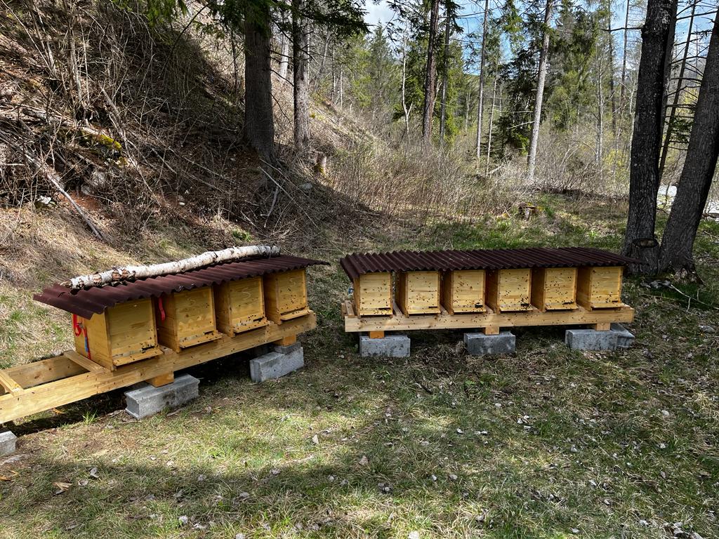 Miel de printemps Schamserberg Grisons