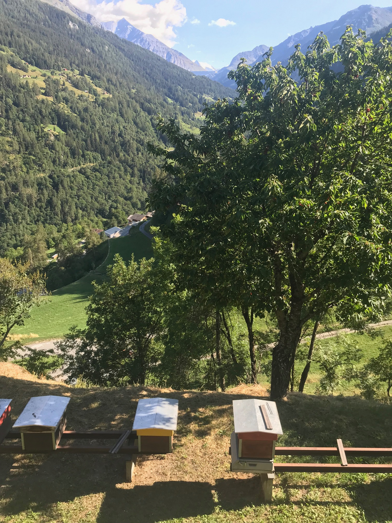 Miel de forêt alpine Riod/Valais