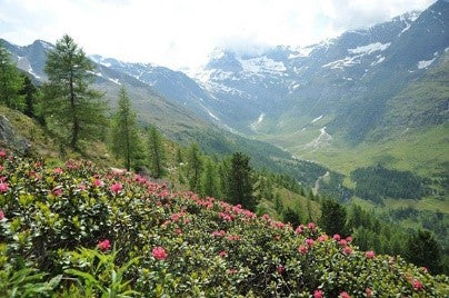 Mountain honey Passeiertal, South Tyrol/Italy