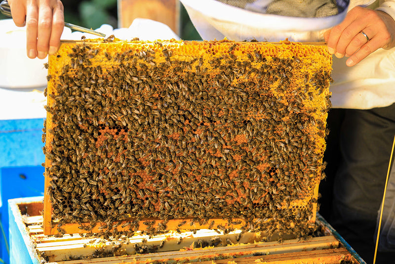 New in the range for 2022: Demeter summer honey from Céligny on Lake Geneva