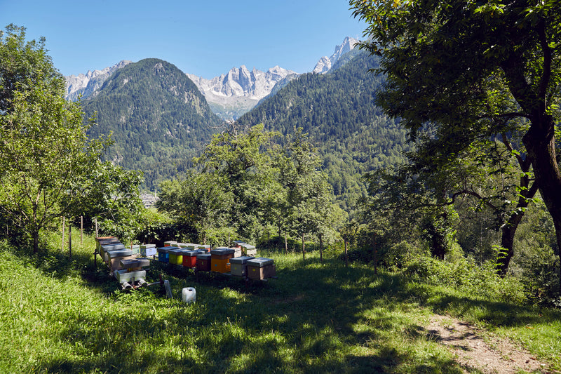 Miel des Alpes Promontogno/Grisons 