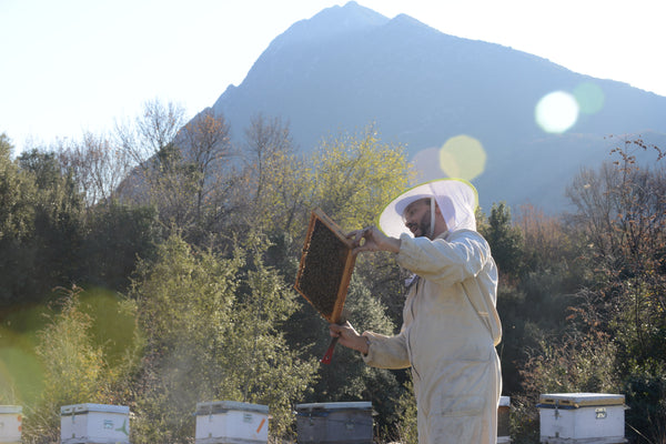 Miel de pinède Thassos/Grèce