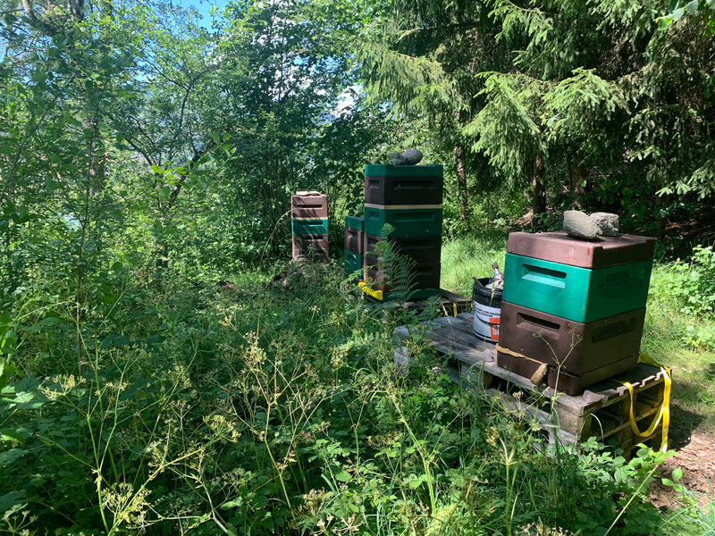 Miel de forêt de Sagogn dans la Surselva