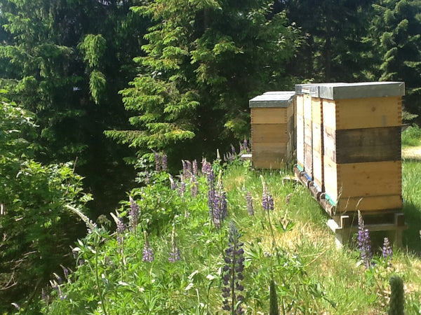 New in the range for 2022: mountain forest honey Stuhleck/Austria