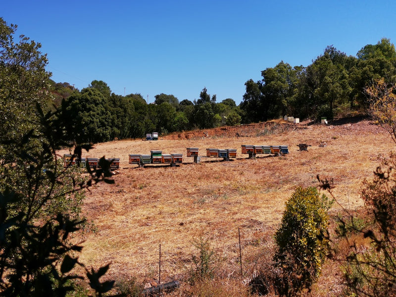 2023 neu im Sortiment: Eukalyptus-Honig aus Sardinien