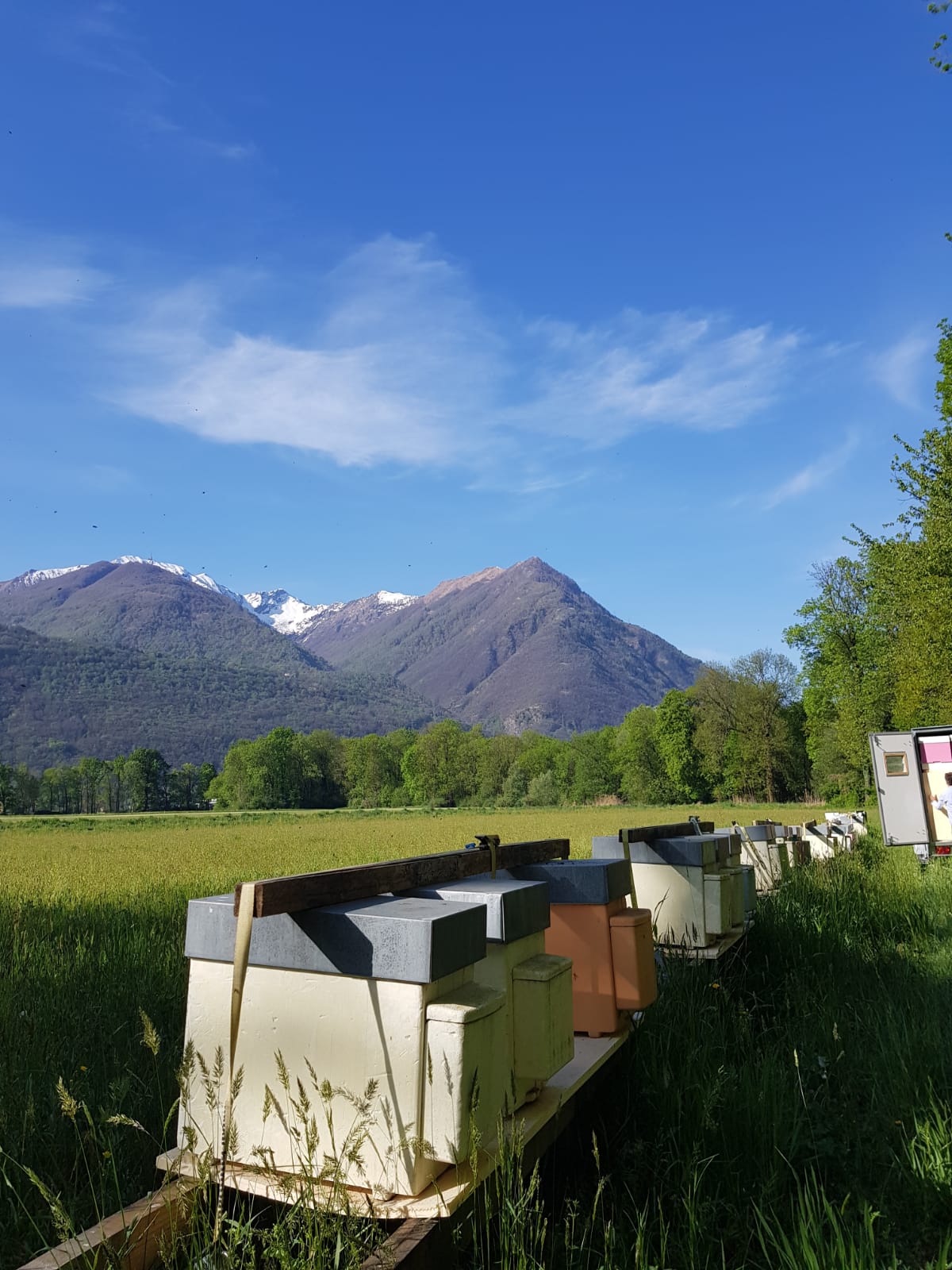 Swiss Alpine Honey Valle Maggia/Ticino