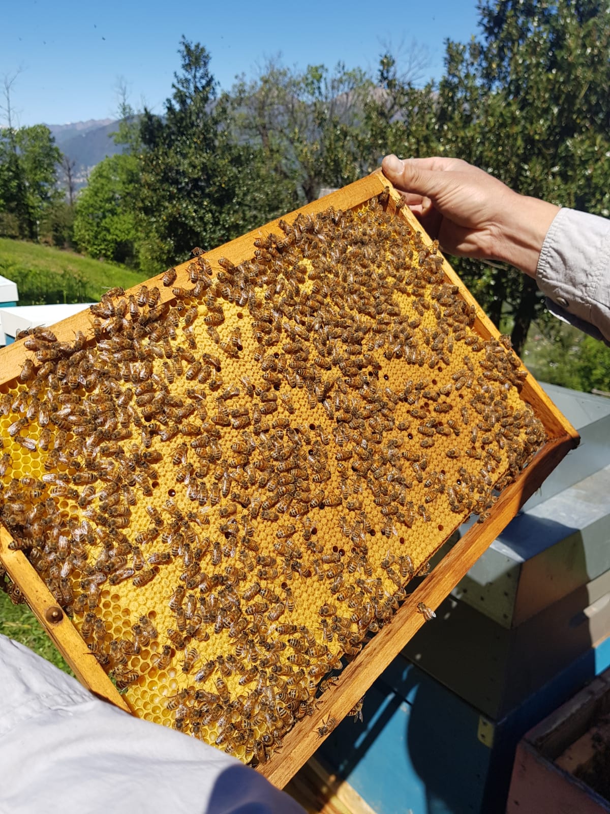 Swiss Alpine Honey Valle Maggia/Ticino