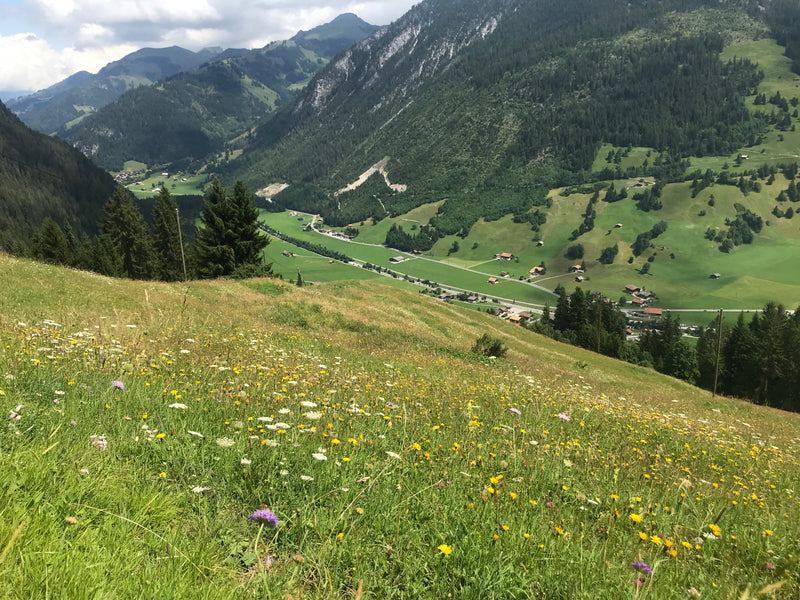 Miel de fleurs alpines du Simmental