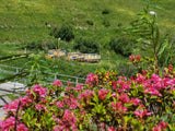 Miel de fleurs des Alpes BioSuisse Realp/Uri 