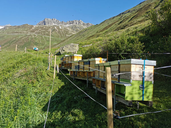 Nouveauté 2022 dans l'assortiment : miel de fleurs alpines BioSuisse Realp/Uri 
